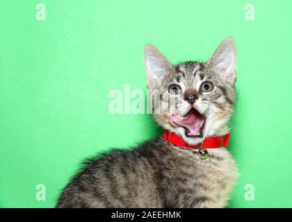 Ritratto di un adorabile marrone e nero tabby kitten indossa un collare rosso con campana di guardare direttamente viewer, la bocca aperta con la lingua di fuori il leccamento sid Foto Stock