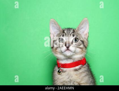 Ritratto di un adorabile marrone e nero tabby kitten indossa un collare rosso con campana guardando direttamente al visualizzatore. Sfondo verde con copia spazio. Foto Stock