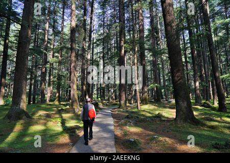 Alberi Deodar forest, Wildlife Sanctuary, Manali, Himachal Pradesh, India, Asia Foto Stock