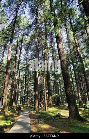 Alberi Deodar forest, Wildlife Sanctuary, Manali, Himachal Pradesh, India, Asia Foto Stock