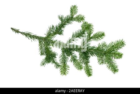 Ramo naturale di abete albero di Natale su sfondo bianco Foto Stock