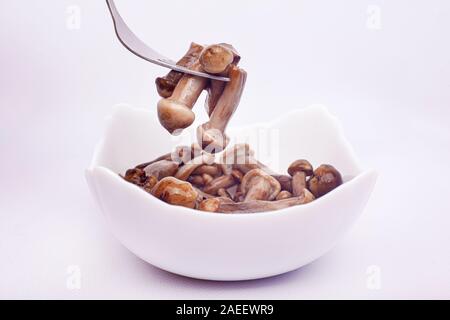 Funghi miele fungo nella piastra su sfondo bianco miele commestibili agaric decapati . Foto Stock