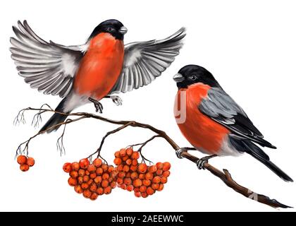 Gli uccelli bullfinches su un ramo di ashberry, arte illustrazione dipinto con acquerelli isolati su sfondo bianco. Foto Stock