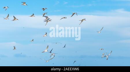 Gregge roseate tern in volo su Lady Elliot Island. Foto Stock