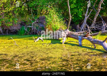 Dettagli del paesaggio delle paludi. Imperial Pond riserva naturale. Carska Bara, Vojvodina, Serbia. Immagine Foto Stock