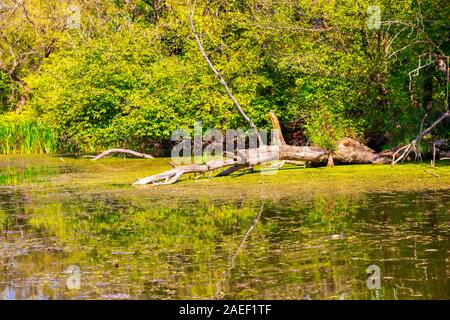 Dettagli del paesaggio delle paludi. Imperial Pond riserva naturale. Carska Bara, Vojvodina, Serbia. Immagine Foto Stock