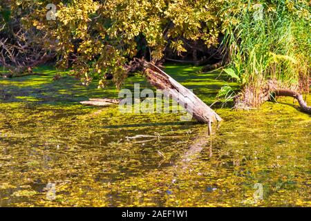 Dettagli del paesaggio delle paludi. Imperial Pond riserva naturale. Carska Bara, Vojvodina, Serbia. Immagine Foto Stock