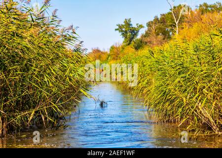 Dettagli del paesaggio delle paludi. Imperial Pond riserva naturale. Carska Bara, Vojvodina, Serbia. Immagine Foto Stock