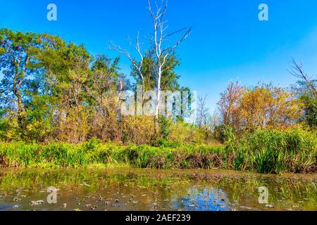 Dettagli del paesaggio delle paludi. Imperial Pond riserva naturale. Carska Bara, Vojvodina, Serbia. Immagine Foto Stock