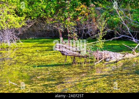 Dettagli del paesaggio delle paludi. Imperial Pond riserva naturale. Carska Bara, Vojvodina, Serbia. Immagine Foto Stock