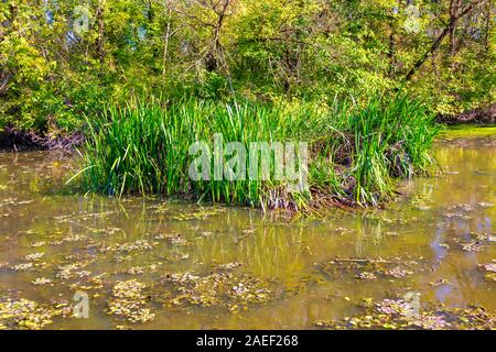 Dettagli del paesaggio delle paludi. Imperial Pond riserva naturale. Carska Bara, Vojvodina, Serbia. Immagine Foto Stock