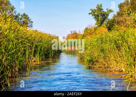 Dettagli del paesaggio delle paludi. Imperial Pond riserva naturale. Carska Bara, Vojvodina, Serbia. Immagine Foto Stock