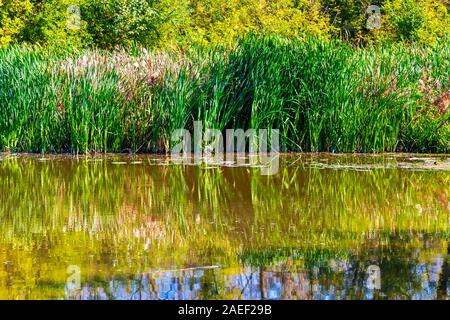 Dettagli del paesaggio delle paludi. Imperial Pond riserva naturale. Carska Bara, Vojvodina, Serbia. Immagine Foto Stock