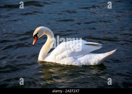 Vista ravvicinata di una solitaria White Swan nuotare nel fiume Danubio. Immagine Foto Stock
