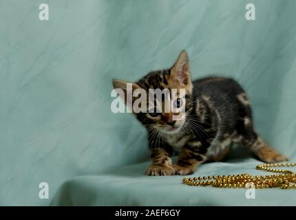 Da più di un mese il dolce Gatto bengala cucciolo maschio con perle oro e sfondo verde Foto Stock