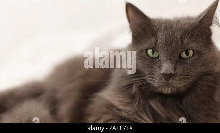 Buon Natale! Grigio di una divertente gatto giace su un divano contro lo sfondo di un albero di Natale decorato con i giocattoli e ghirlande. Messa a fuoco selettiva. Foto Stock