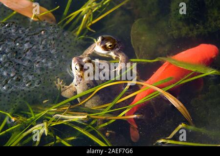 Rane di accoppiamento e spawn e disinteressata goldfish Foto Stock