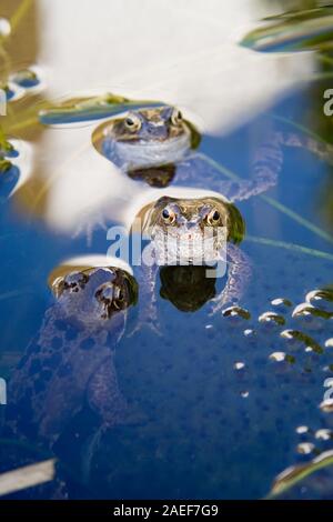 Tre le rane in stagno plus frog spawn Foto Stock