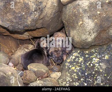 Arabian Wolf (aka desert wolf Canis lupus arabi) cuccioli in den. Questo lupo è sottospecie di lupo grigio. Fotografato in Israele nel deserto del Negev Foto Stock