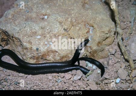 Atracctaspis engaddensis, è un serpente velenoso trovato nel Sinai, Israele, Giordania, Arabia Saudita e Libano. È anche denominato israeliano vipe mole Foto Stock