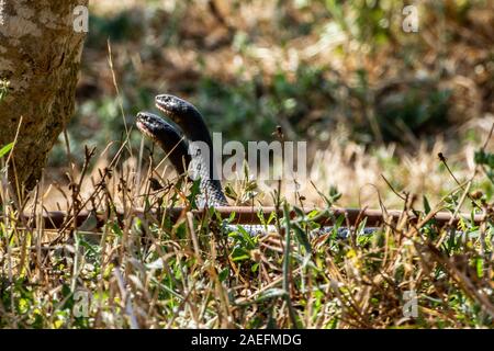 Dolichophis jugularis, il nero whipsnake, è una specie di serpente nella famiglia Colubridae. Sottospecie Dolichophis jugularis asianus fotografato in I Foto Stock