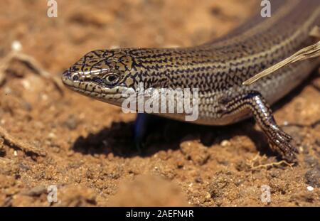 Imbrigliati Mabuya o imbrigliati Skink (Trachylepis vittata) è una specie di skinks trovati in Nord Africa e Medio Oriente. La lunghezza di tali skinks è up t Foto Stock