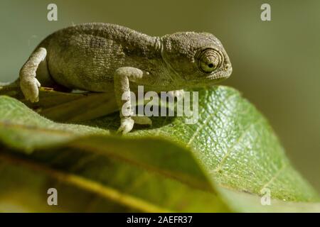 Mediterraneo camaleonte, AKA chamaeleon comune (Chamaeleo chamaeleon) fotografato in Israele Foto Stock