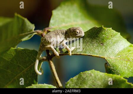 Mediterraneo camaleonte, AKA chamaeleon comune (Chamaeleo chamaeleon) fotografato in Israele Foto Stock