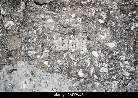 Conchiglie di mare utilizzato come aggregato in conglomerato di calcestruzzo in edificio storico st Augustine, Florida USA Foto Stock