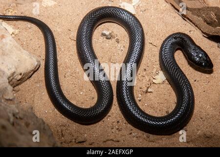 Walterinnesia aegyptia comunemente noto come deserto serpenti nero o nero deserto cobras che sono endemiche per il Medio Oriente. Fotografato in Israele Foto Stock