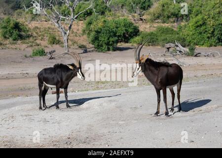 Una coppia di Sable antilopi (Hippotragus niger) affacciati sulla spiaggia sabbiosa di rive del fiume Chobe in Botswana Foto Stock