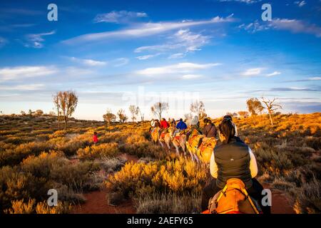 Turisti in un giro in cammello al tramonto con Uluru in lontananza. Uluru, territorio del Nord, Australia Foto Stock