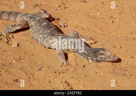 Monitor del deserto (Varanus griseus). una specie di varani dell'ordine Squamati ritrovano vivi in tutto il Nord Africa e l'Asia centrale e meridionale. Foto Stock