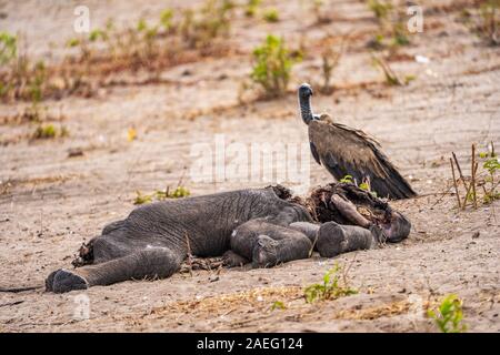 Una carcassa di un elefante morto è mangiato da white-backed grifone (Gyps africanus). Fotografato al Parco Nazionale di Hwange, Zimbabwe Foto Stock