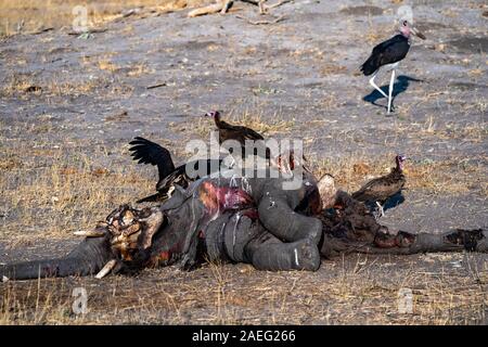 Una carcassa di un elefante morto è mangiato da white-backed grifone (Gyps africanus). Fotografato al Parco Nazionale di Hwange, Zimbabwe Foto Stock