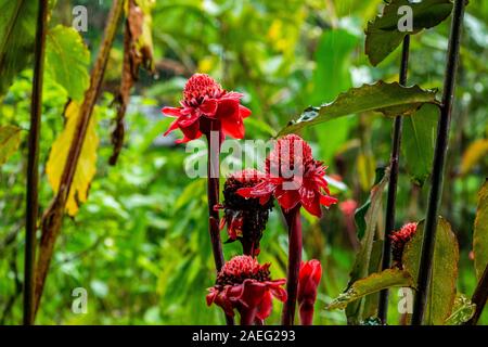 Etlingera elatior (noto anche come torcia zenzero, fiore di zenzero, red ginger lily, torcia lily, wild zenzero, combrang, bunga kantan, filippino fiore di cera, Foto Stock