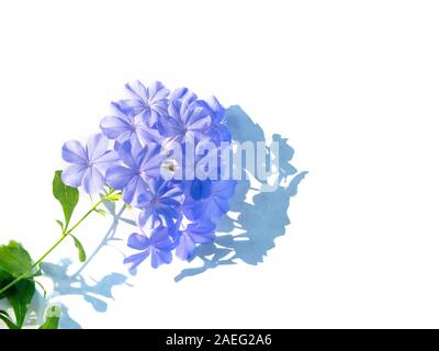 Plumbago auriculata Lam. , Conosciuto come Plumbago Capensis. Altri nomi comuni: Cape Plumbago su sfondo bianco isolare, Cape Leadwort, e Blu P Foto Stock