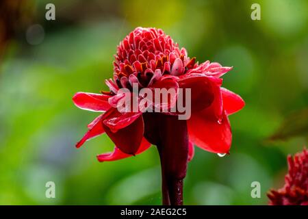 Etlingera elatior (noto anche come torcia zenzero, fiore di zenzero, red ginger lily, torcia lily, wild zenzero, combrang, bunga kantan, filippino fiore di cera, Foto Stock