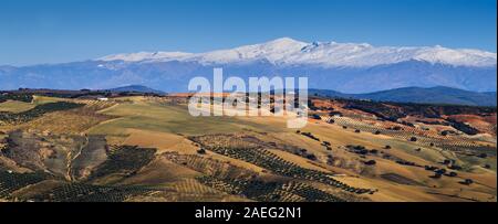 Ore del sorgere sulla coperta di neve della Sierra Nevada mountain range visto dalla campagna di Alhama de Granada in Spagna Foto Stock