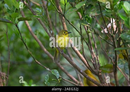 Giallo-browed Bulbul (Acritillas indica Foto Stock