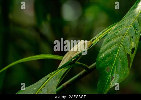 Hypsiboas rosenbergi (nomi comuni: Rosenberg's treefrog, Rosenberg il gladiatore rana o Rosenberg il gladiatore treefrog) è una specie di rane in f Foto Stock