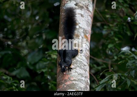 Sri Lanka scoiattolo gigante (Ratufa macroura melanochra) Foto Stock