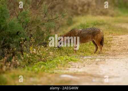 Golden Jackal (Canis aureus), chiamato anche asiatico orientale o Jackal comune. Fotografato in Israele Foto Stock