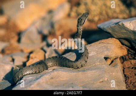 Il Libano viper (Montivipera bornmuelleri) è un infame viper delle specie che si trovano in Libano, in Giordania, Israele e Siria. Fotografato in Israele Foto Stock