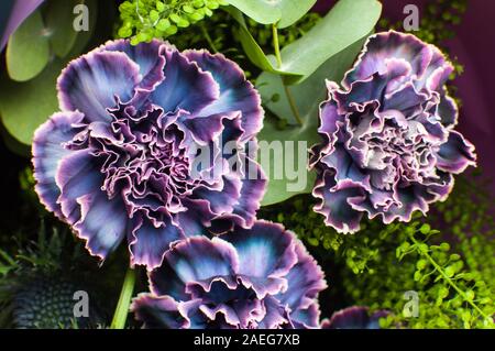 Composizione floreale di fiori di garofani, foglie di thistle ed eucalipto. Bouquet di fiori di colore violaceo, violaceo e violaceo in carta viola Foto Stock