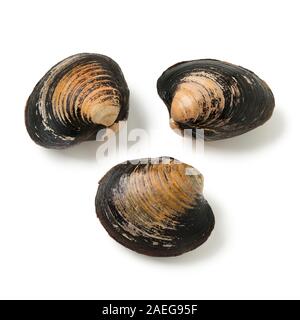 Crudo fresco spisula solida, spisola isolati su sfondo bianco Foto Stock