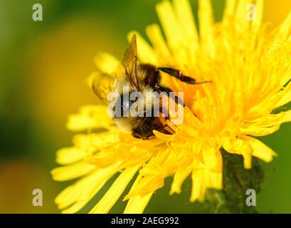 Bumble Bee su fiore giallo Foto Stock
