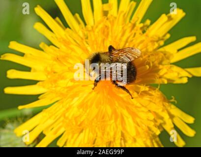 Bumble Bee su fiore giallo Foto Stock