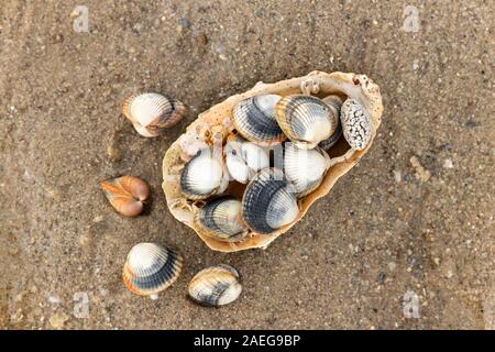 Comune di cardidi - specie di acqua salata commestibili vongole Foto Stock