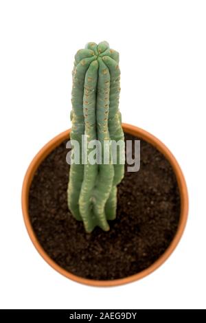 San Pedro cactus in una pentola su sfondo bianco visto da sopra Foto Stock